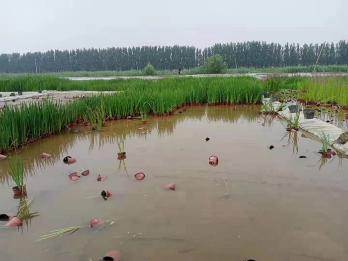 盆栽黄菖蒲